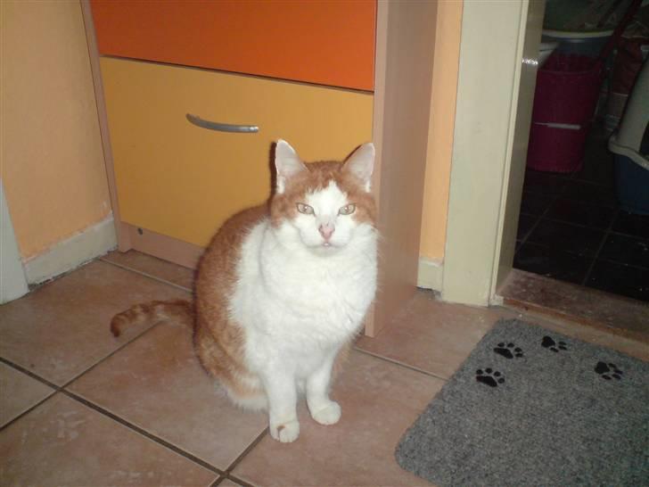 Huskat Rocky (Hvil I Fred) billede 6