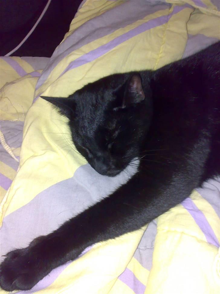 Huskat Zuma - En at holde om?! billede 2