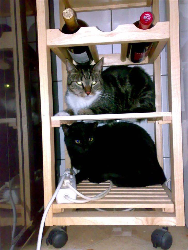 Huskat Zuma - Sammen med fætter Mave billede 3