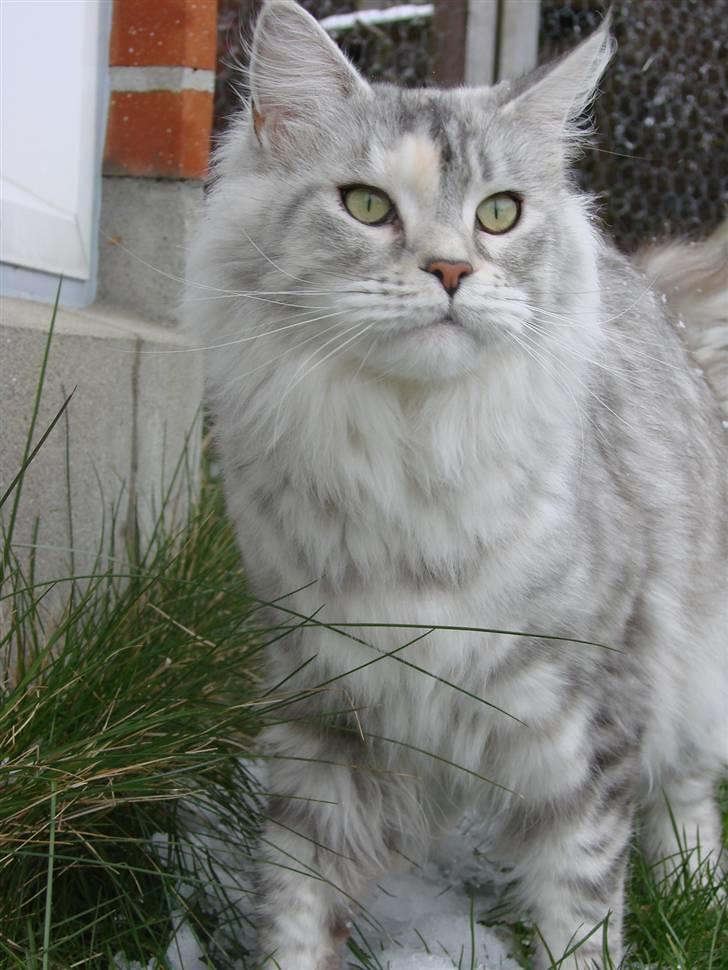 Maine Coon DK Brogrens´s Zion - Zion marts 08 billede 18