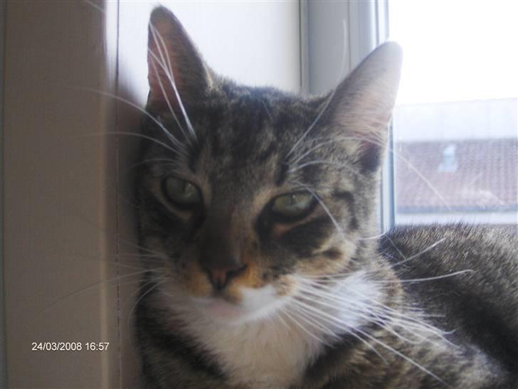 Blanding af racer Speedy billede 13