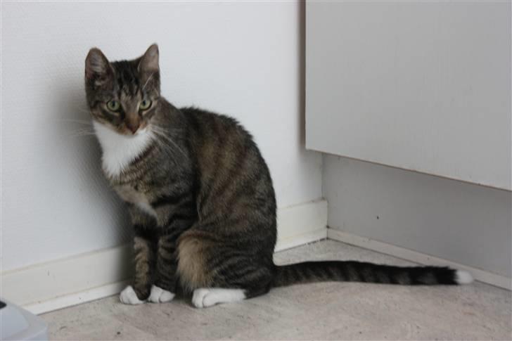 Blanding af racer Speedy billede 14