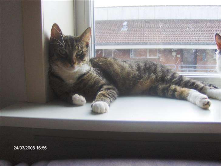 Blanding af racer Speedy billede 15