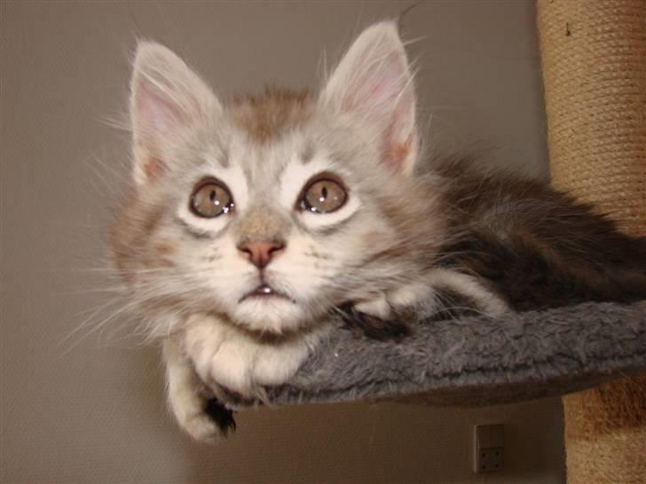 Maine Coon DK Dalibro´s Cocoa Beach - Cocoa 9 uger billede 13