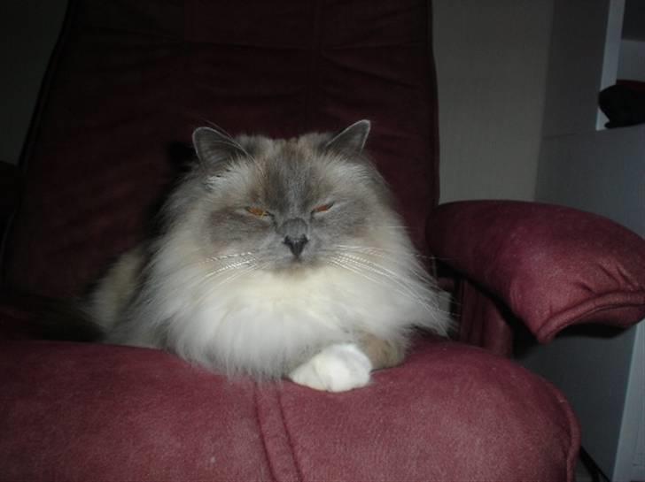 Hellig Birma Kasmir - Stor dreng :) billede 15