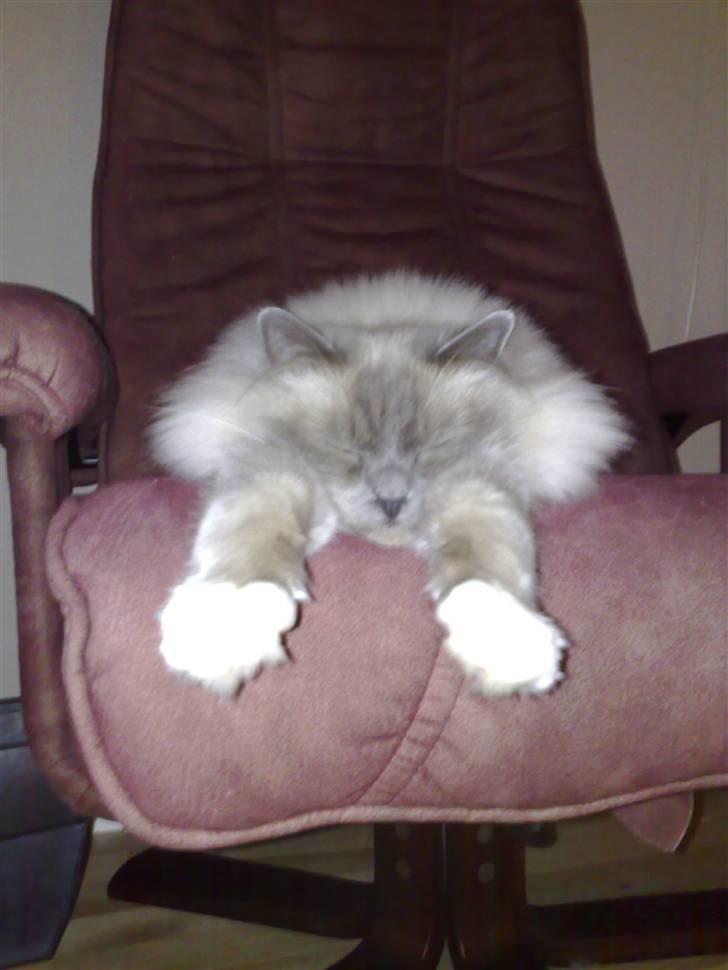 Hellig Birma Kasmir - Arhh Det er lækkert billede 16