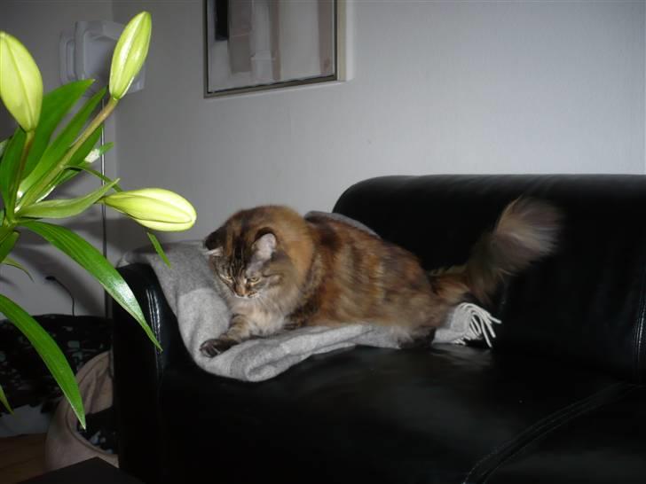Maine Coon Udklittens Hermione - Ynglingspladsen.. billede 9