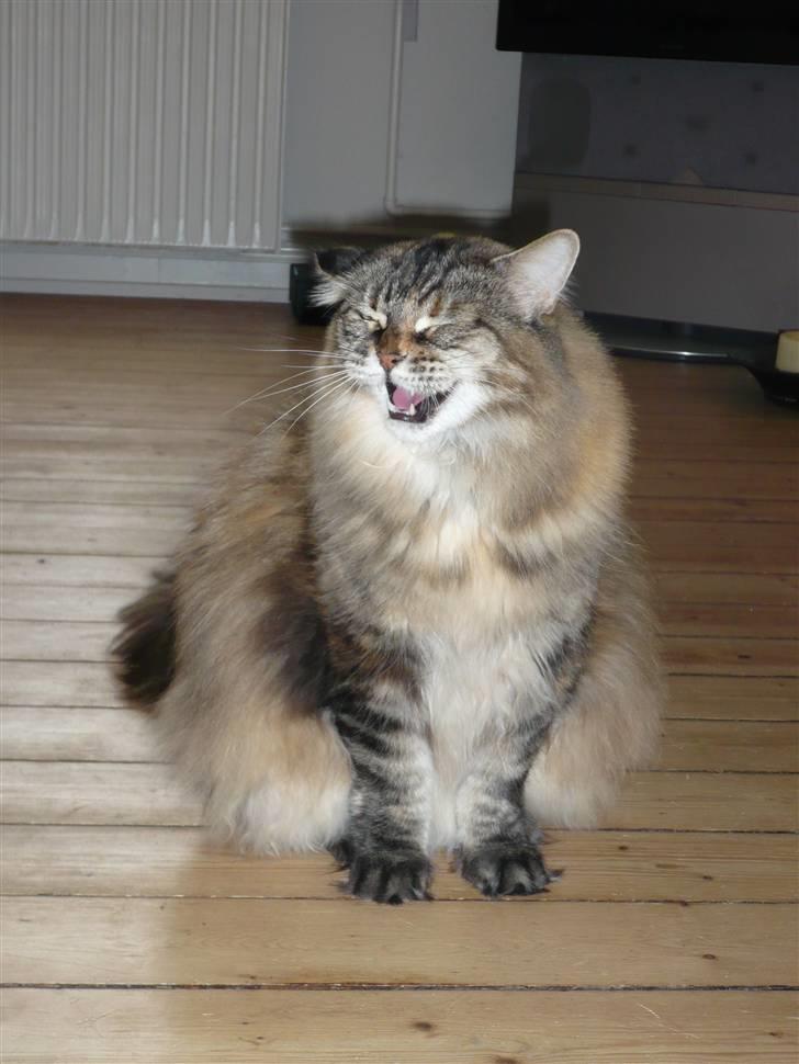 Maine Coon Udklittens Hermione - Haha mor, du er så sjov ;o) billede 10