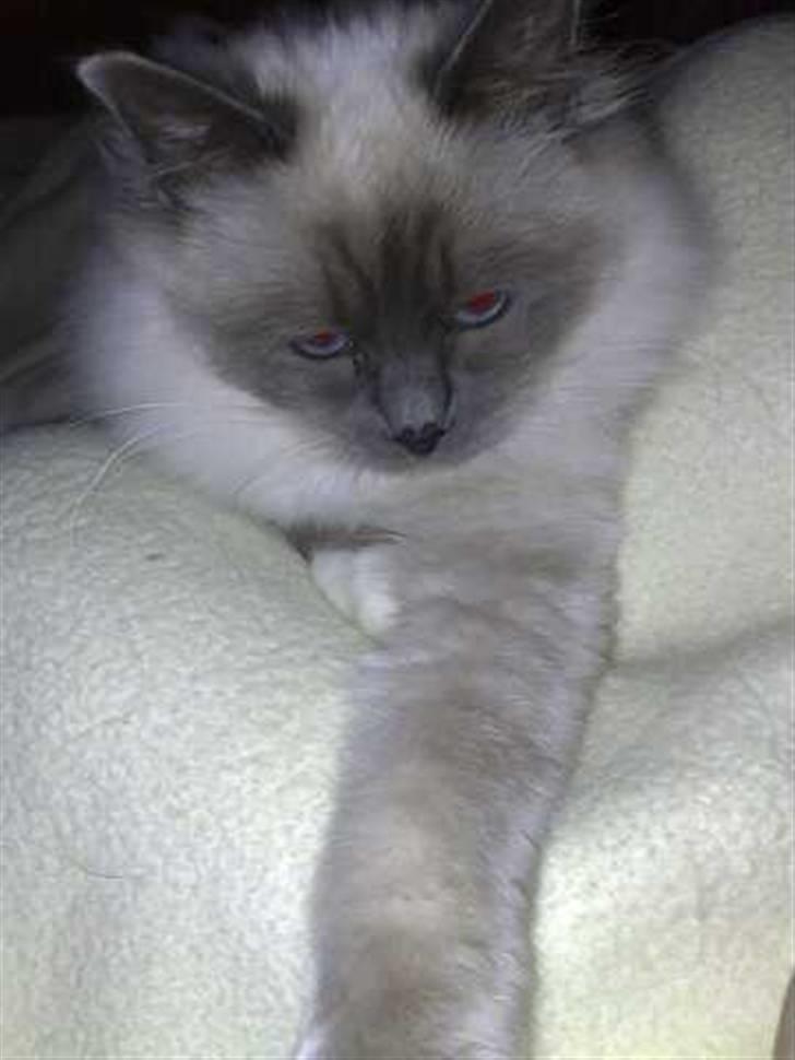 Hellig Birma Feleisa - så ligger vi godt billede 13