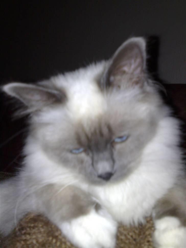 Hellig Birma Feleisa - den lille søde mis billede 14