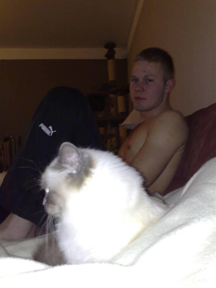 Hellig Birma Feleisa - sidder sammen med far billede 15