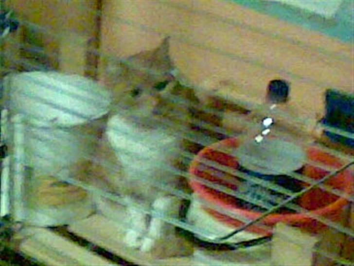 Huskat Bølle *R.I.P* billede 1