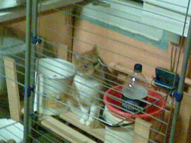 Huskat Bølle *R.I.P* billede 2