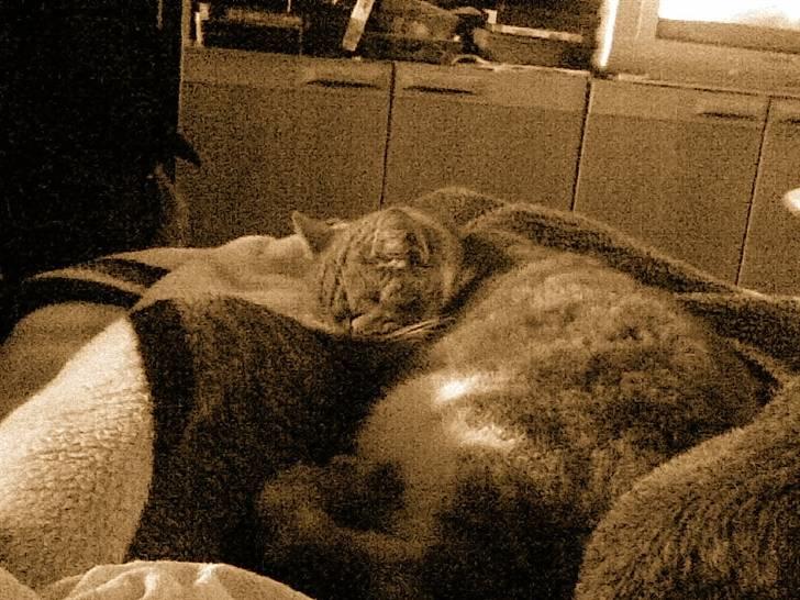 Huskat Bølle *R.I.P* billede 3