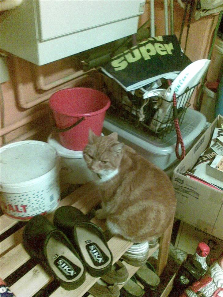 Huskat Bølle *R.I.P* billede 4