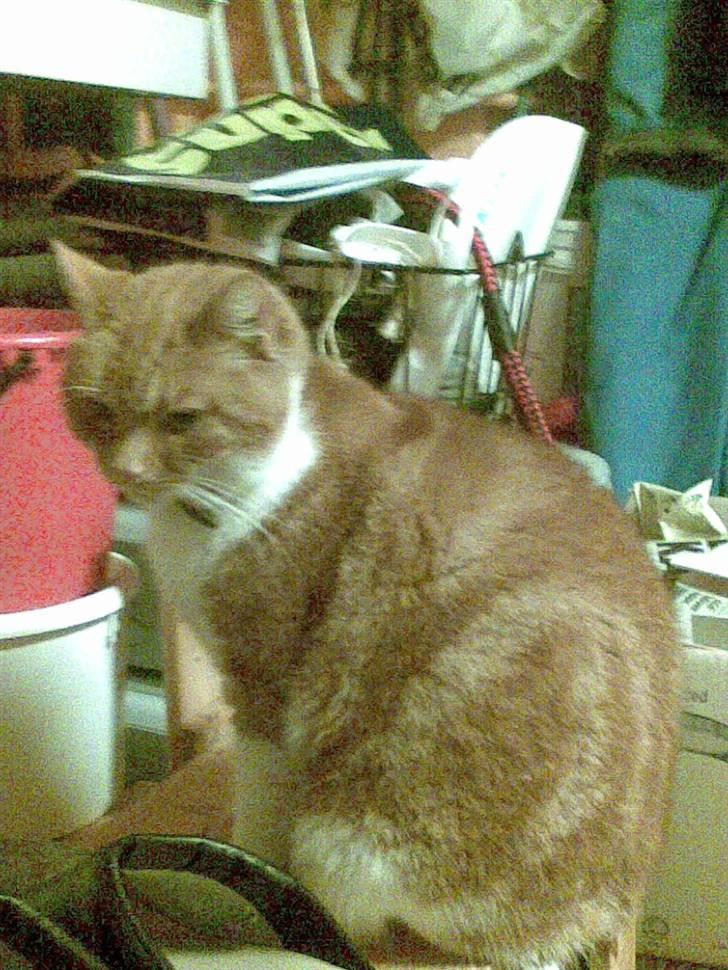 Huskat Bølle *R.I.P* billede 5