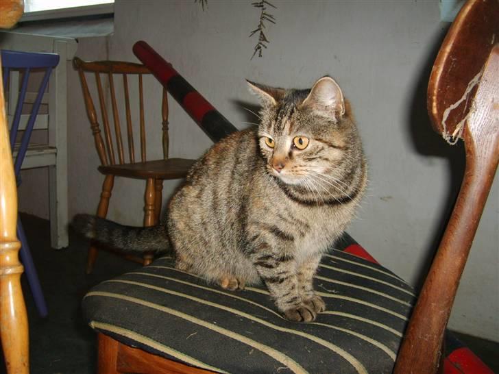 Blanding af racer Fanta.. :D - Fanta billede 16