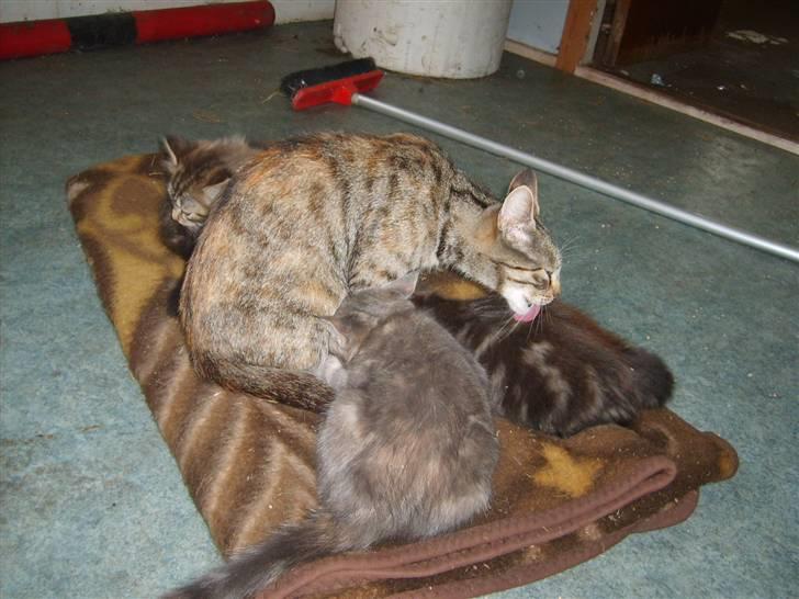 Blanding af racer Fanta.. :D - Fanta med hendes første kuld killinger, hun har fået nummer to og er nu gravid med nummer 3 kuld billede 17