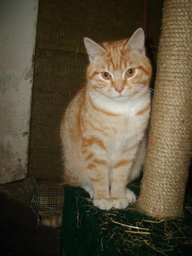 Blanding af racer Emil - Emil 25 uger billede 1