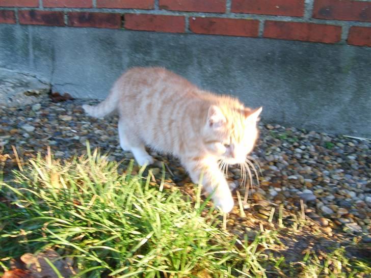 Blanding af racer Emil - Emil som 12 uger billede 2