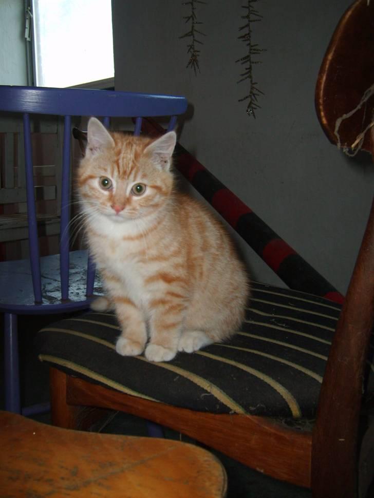 Blanding af racer Emil - Emil som 12 uger billede 3