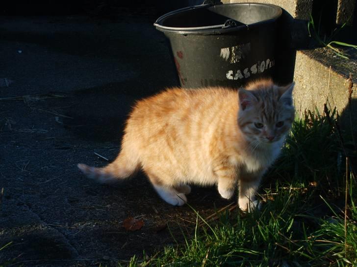 Blanding af racer Emil - Det er farligt at være udenfor, når man bare er en lille killing..  :) billede 4