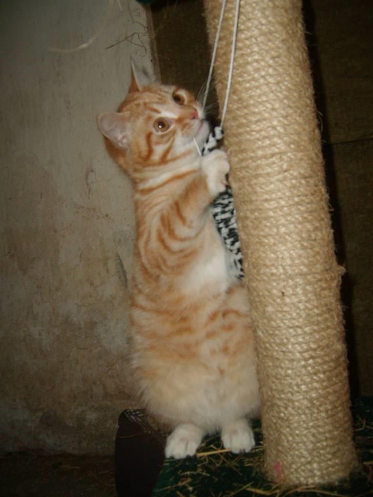 Blanding af racer Emil - Nyt legetøj :) billede 5