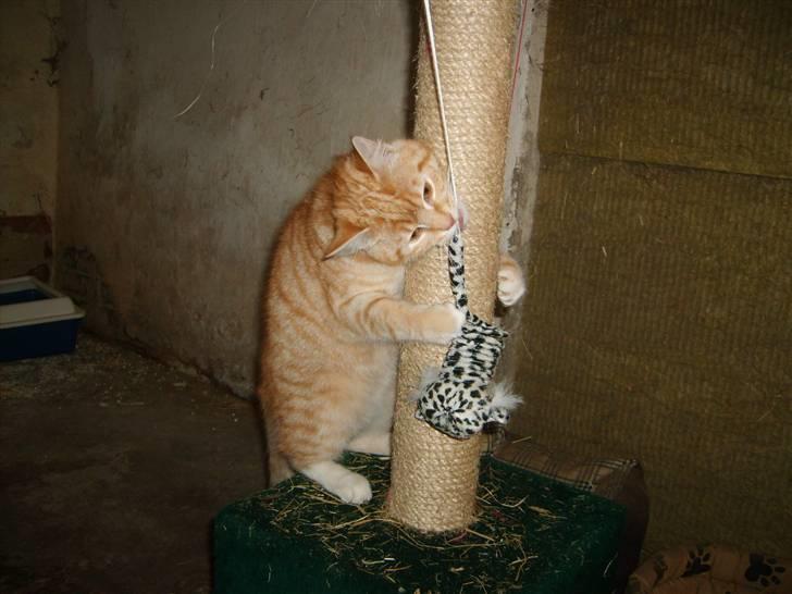 Blanding af racer Emil - Wee det er sjovt.. :D billede 6