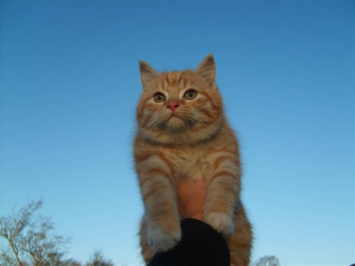 Blanding af racer Emil - Emil 12 uger billede 7