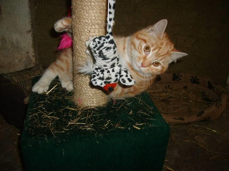 Blanding af racer Emil - Emil 25 uger billede 8