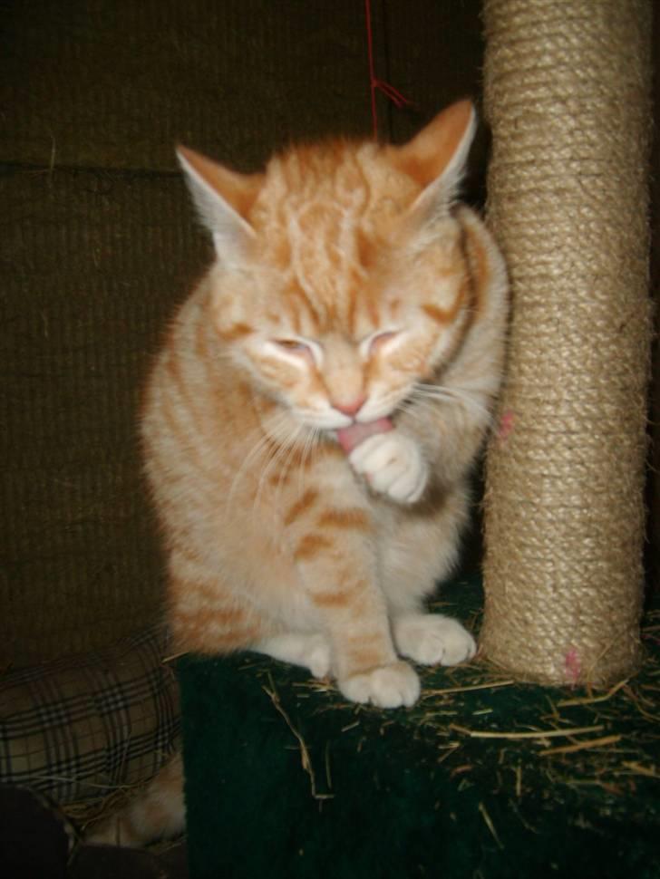 Blanding af racer Emil - Så skal man lige vaskes..  billede 9