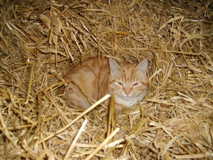 Blanding af racer Emil - Emil 25 uger billede 11