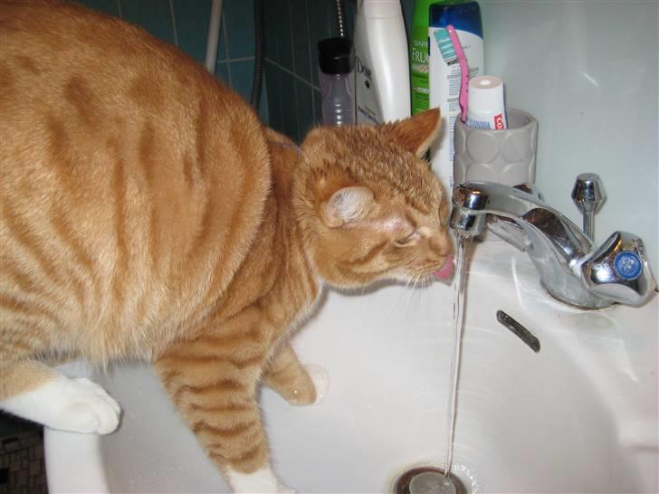 Huskat Sylvester Mikkel Puss  billede 14