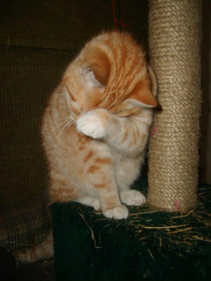 Blanding af racer Emil - Vil ikke fotograferes.. :) billede 12