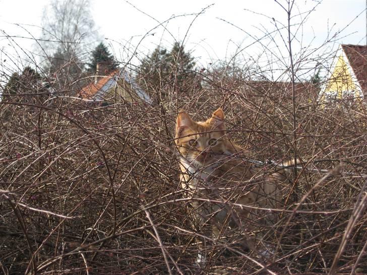 Huskat Sylvester Mikkel Puss  billede 15