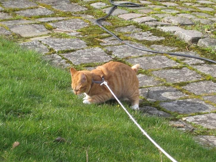 Huskat Sylvester Mikkel Puss  billede 16