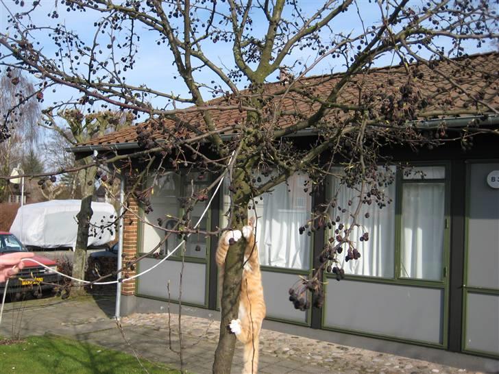 Huskat Sylvester Mikkel Puss  billede 17