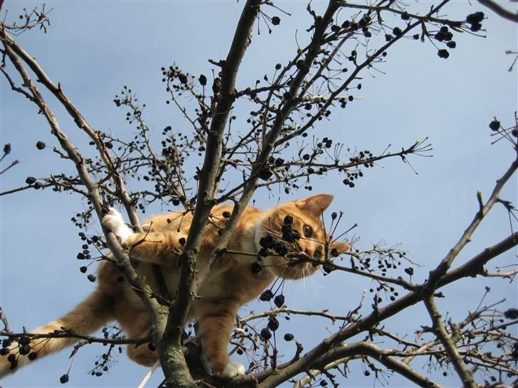 Huskat Sylvester Mikkel Puss  billede 18