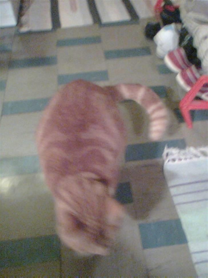 Huskat Bølle *R.I.P* billede 6