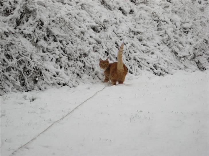 Huskat Sylvester Mikkel Puss  billede 19