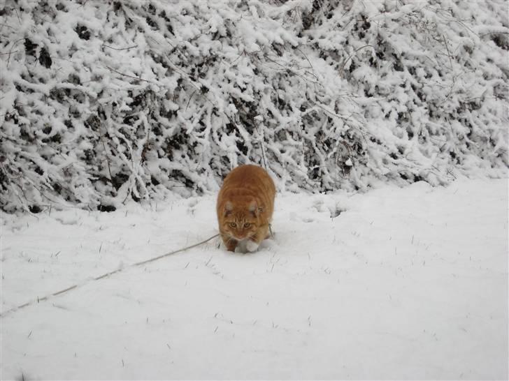 Huskat Sylvester Mikkel Puss  billede 20