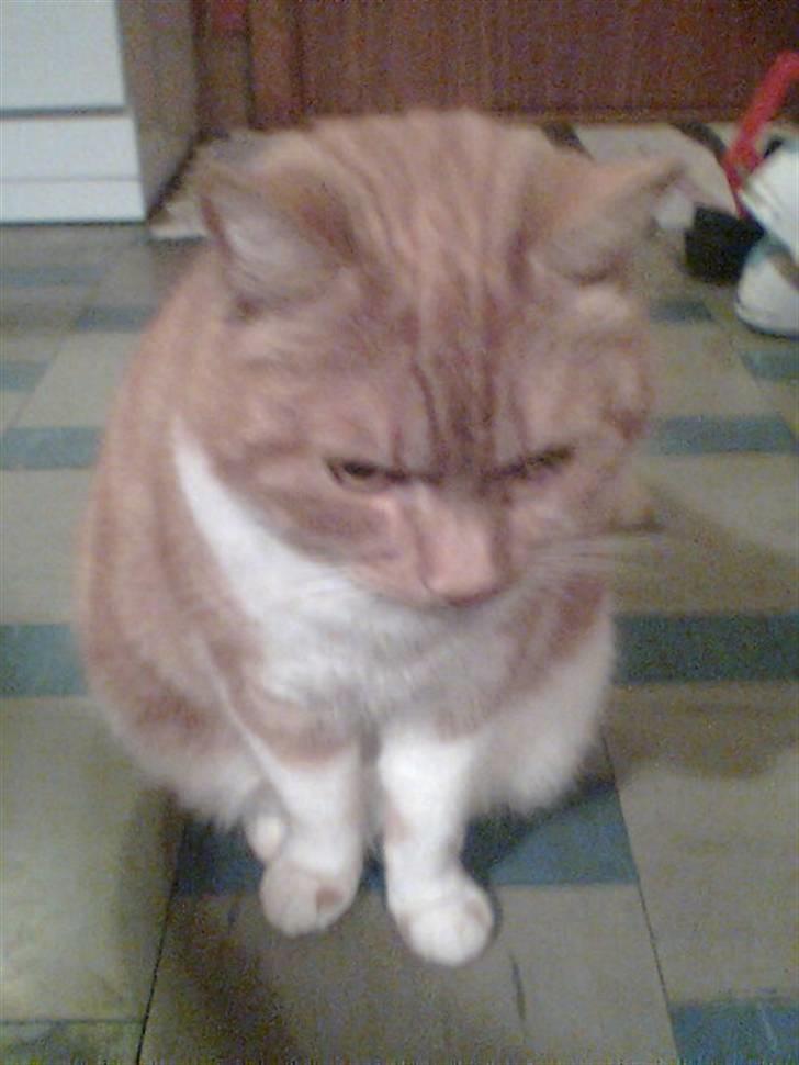 Huskat Bølle *R.I.P* billede 7