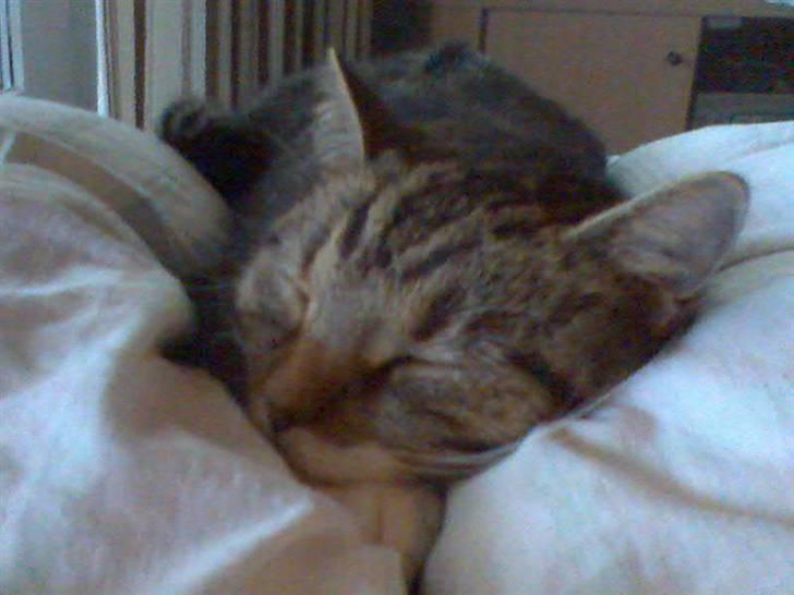 Huskat Mie - Luksus billede 2