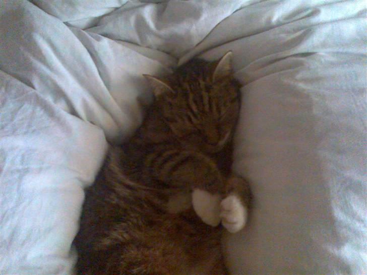 Huskat Mie - Kan man ligge bedre billede 3