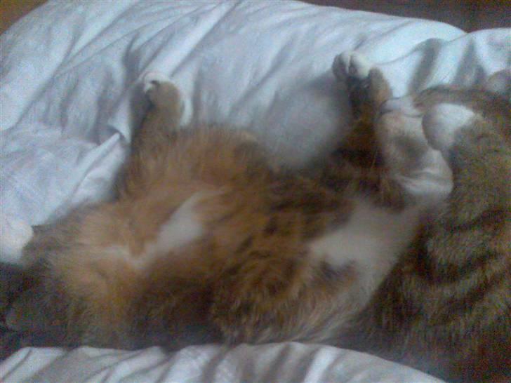 Huskat Mie - SÅÅ skal der flades ud! billede 4