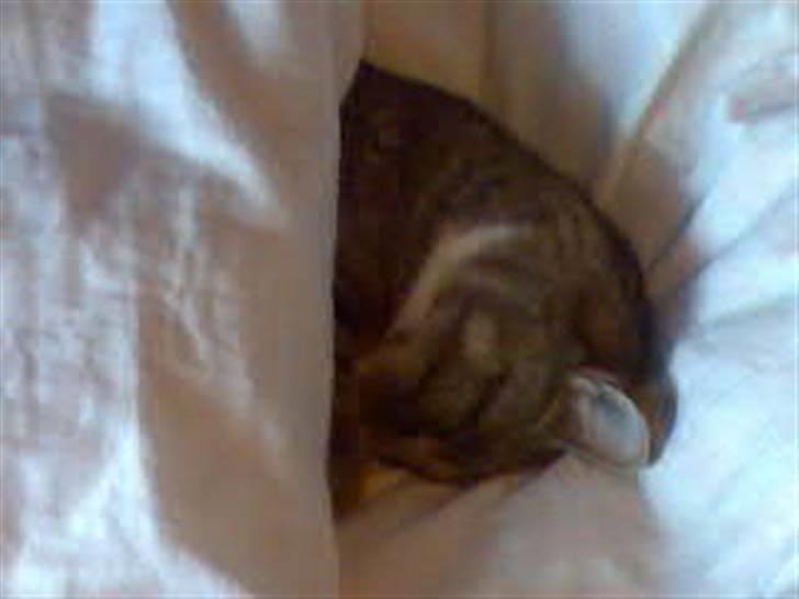 Huskat Mie - Hygge under dynen billede 5