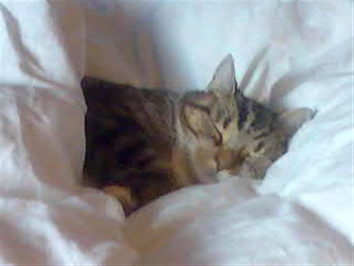 Huskat Mie - Ja lidt hygge skal man jo have(sker meget sjældent, da hun ikke vil ligge under dynen normalt billede 6