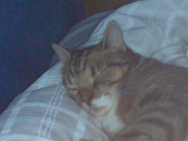 Huskat Mie - Sover IGEN billede 7