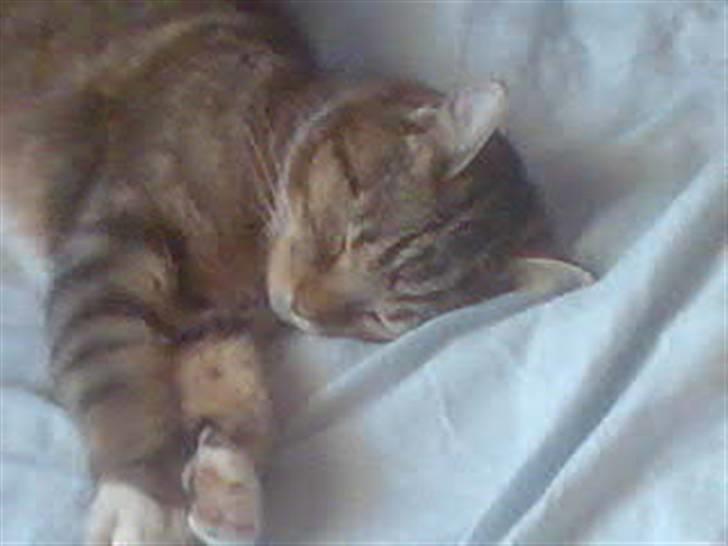 Huskat Mie - Smukke ben billede 8