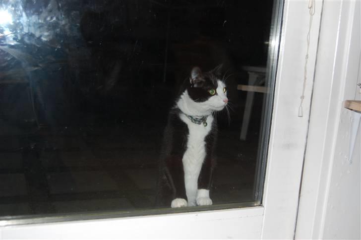 Huskat Sir. Montgomery - LUK MIG DOG IND !!! JEG FRYSER ?! billede 13